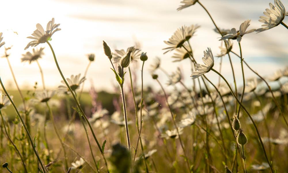 Wildflower meadow