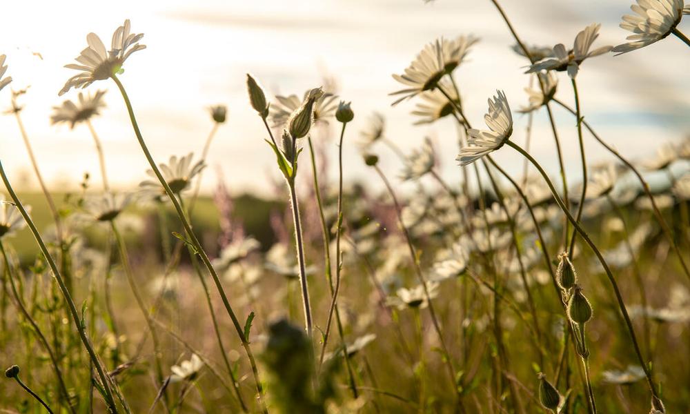 Wildflower meadow