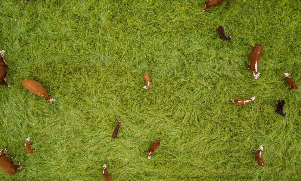 Top down shot of cattle from drone as they explore fresh wildflower pasture while "mob grazing"