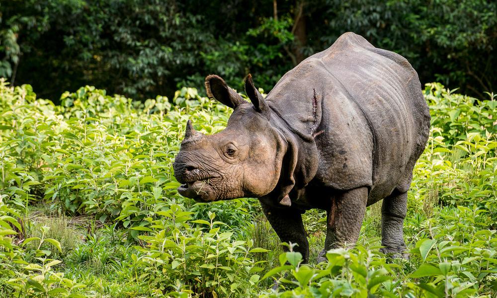 Greater one-horned rhino (Rhinoceros unicornis). Chitwan, Nepal. 