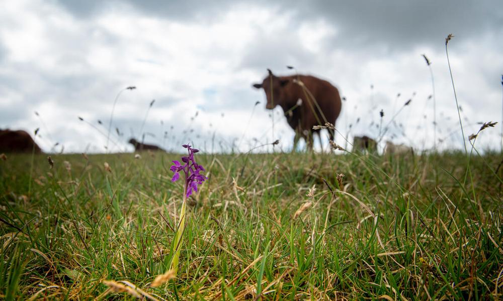 cattle grazing