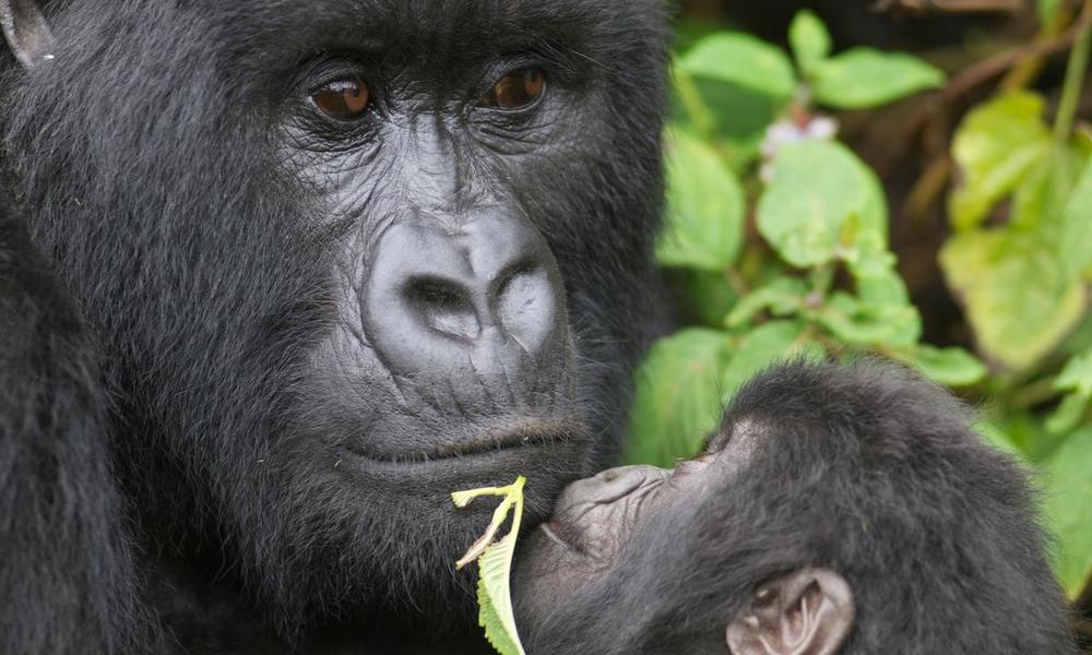Silverback gorilla (Gorilla beringei beringei) and infant, Virunga Mountains, Rwanda, Africa 
