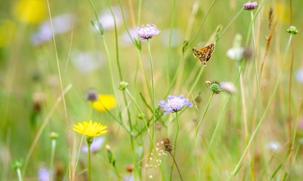 Silver-spotted skipper skipping between scabious flowers on Newtimber Hill on the South Downs, UK. 