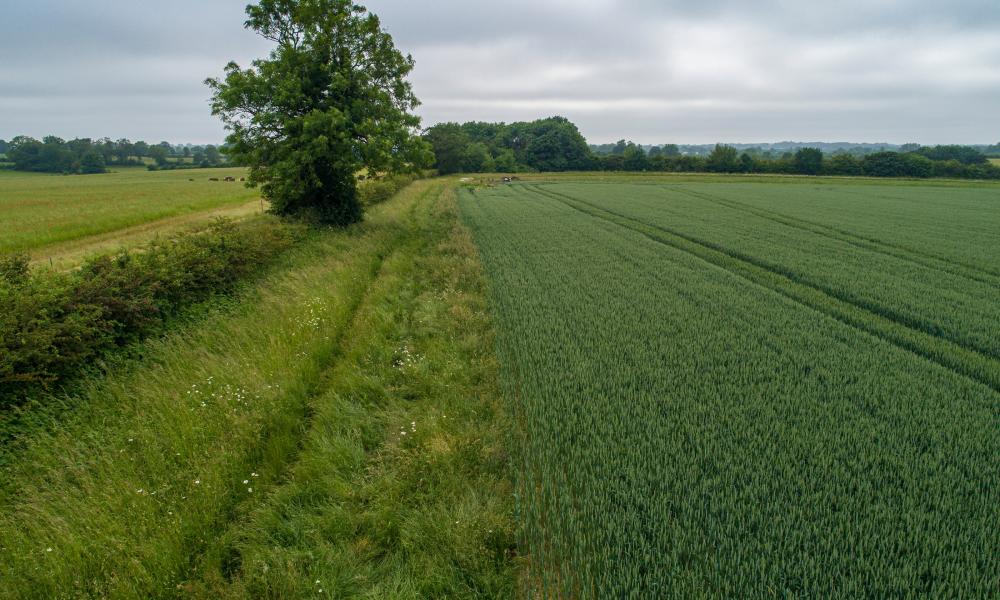 Wildflower wild verges and hedges