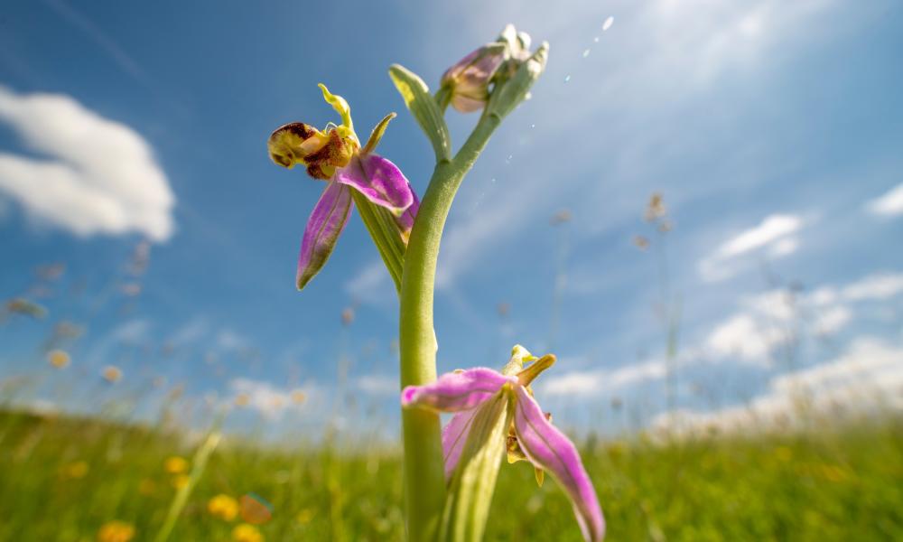 Wide angle macro shot of bee orchid amongst a wildflower meadow in Norfolk, UK.