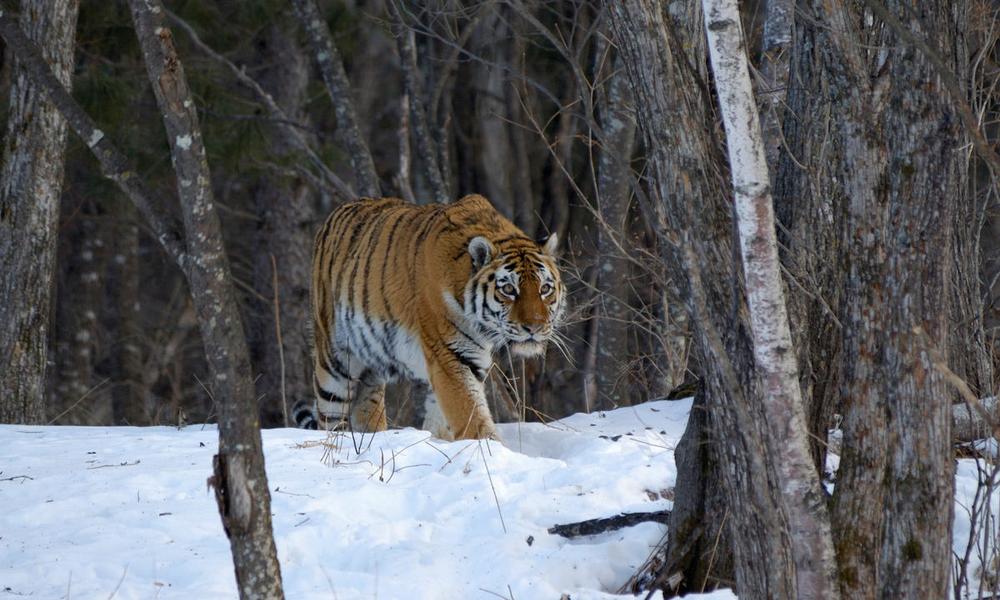 Wild Siberian / Amur tiger (Panthera tigris altaica) in woodland