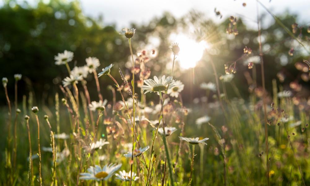 Wildflower meadow