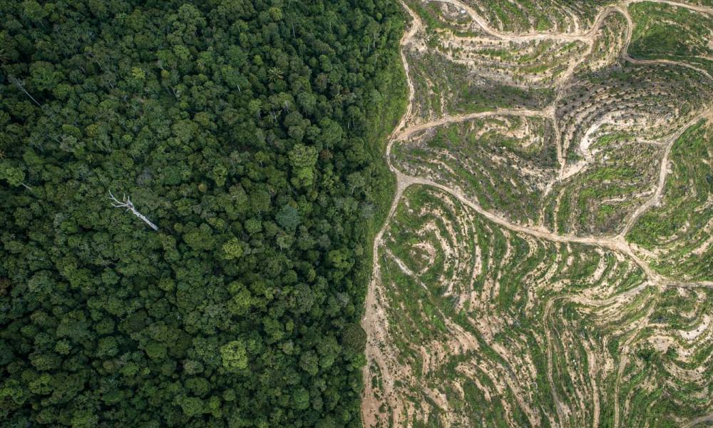 Aerial view of forest next to palm clearing in the Sabah Softwoods plantation in Sabah, Borneo, Malaysia.