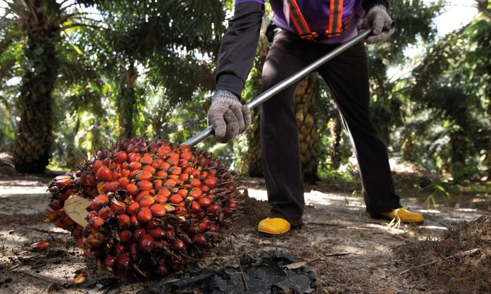 Palm oil worker collecting palm fruits on the Sawit Kinabalu oil palm plantation in Tawau, Sabah, Borneo, Malaysia.