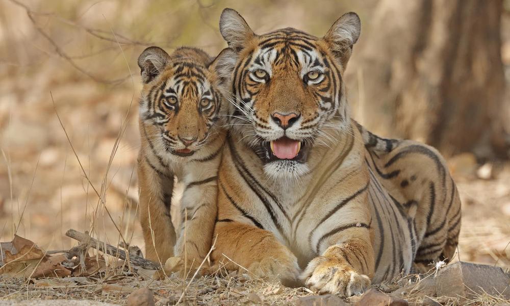 tiger and cub