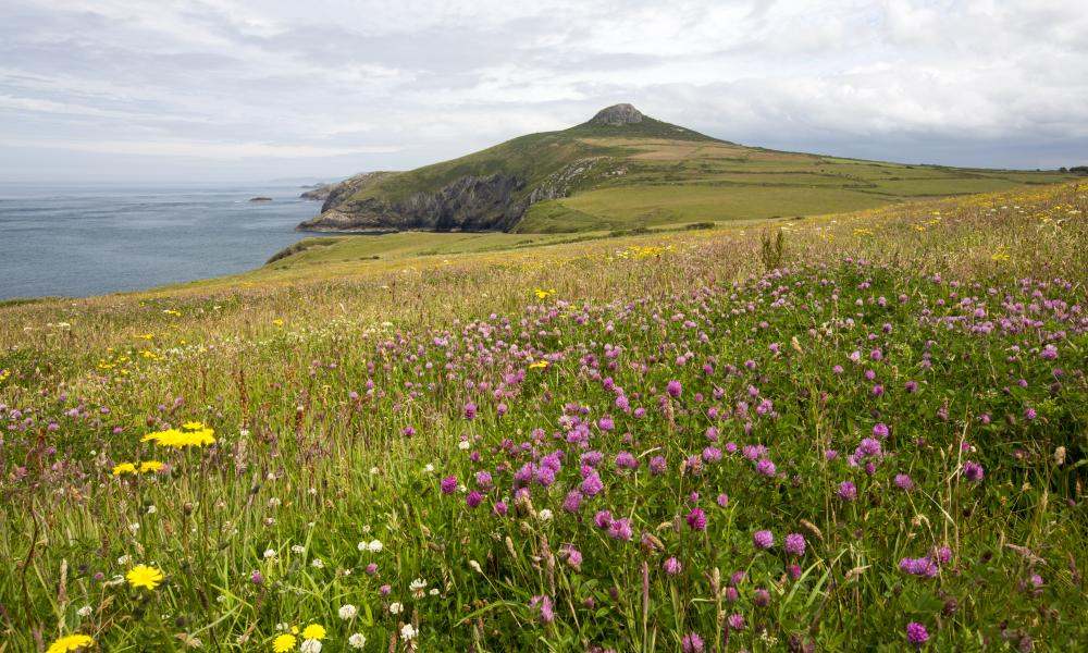 Pembrokeshire coast, Wales. Image of coastline and wildflowers towards Penberry.