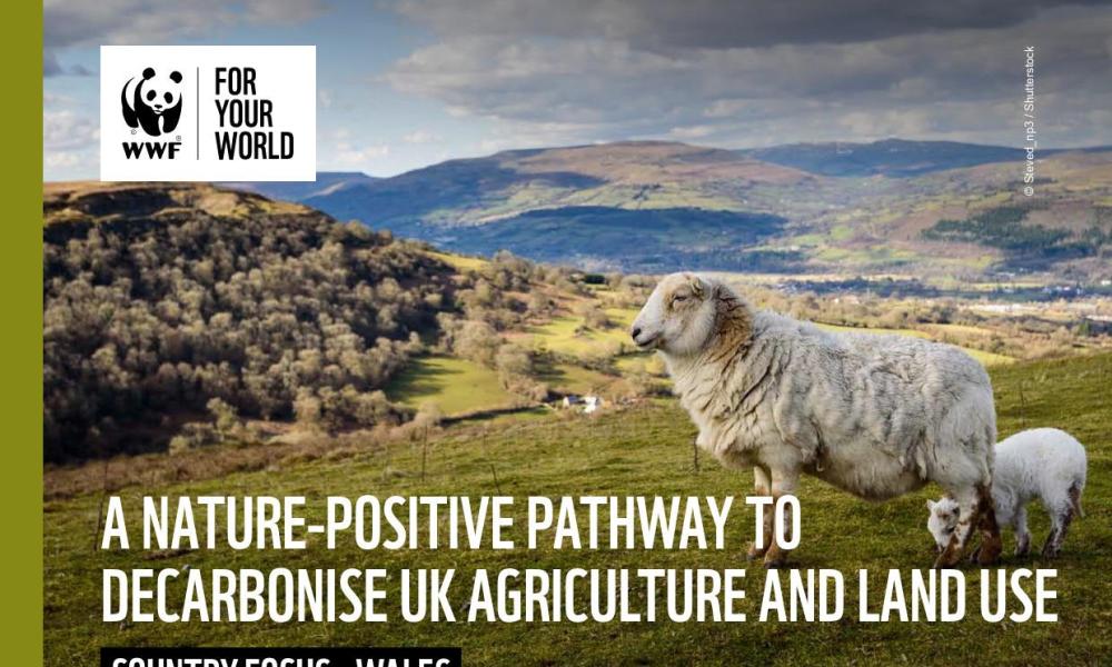 Land of Plenty Report - cover image of sheep in uplands. 