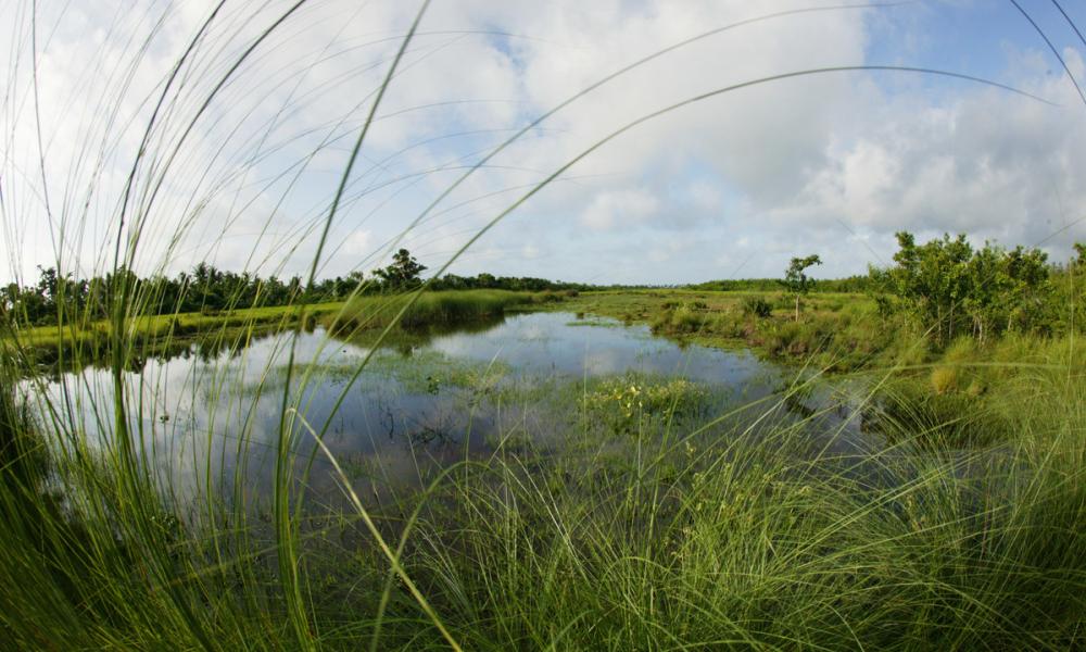 Fresh water marsh on an island in the Sundarbans National Park, Bangladesh
