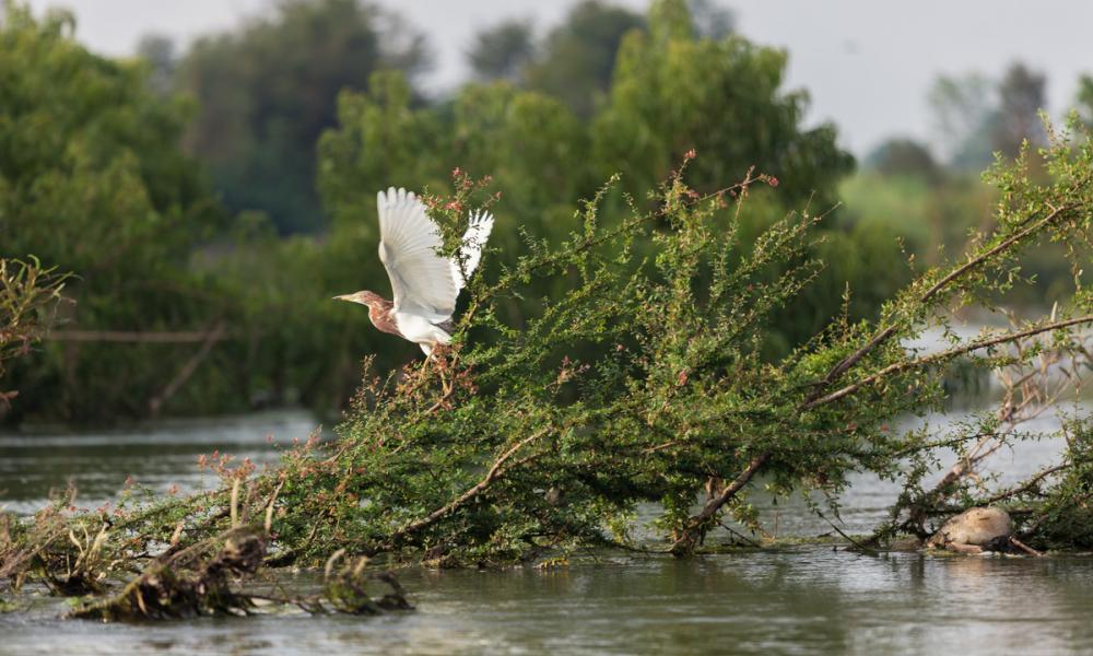 WWF's conservation work in the Greater Mekong, April 2014: a bird takes off from a tree in the flooded forest inside the Ramsar protected area in Stung Treng, Cambodia. This area is also home to the critically-endangered Irrawaddy dolphin. With the support of the HSBC Water Programme, WWF is working to secure a healthy future for the Mekong and the people and wildlife it supports. 