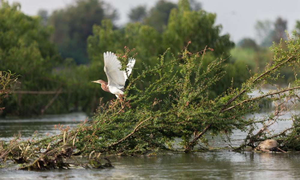 WWF's conservation work in the Greater Mekong, April 2014: a bird takes off from a tree in the flooded forest inside the Ramsar protected area in Stung Treng, Cambodia. This area is also home to the critically-endangered Irrawaddy dolphin. With the support of the HSBC Water Programme, WWF is working to secure a healthy future for the Mekong and the people and wildlife it supports.