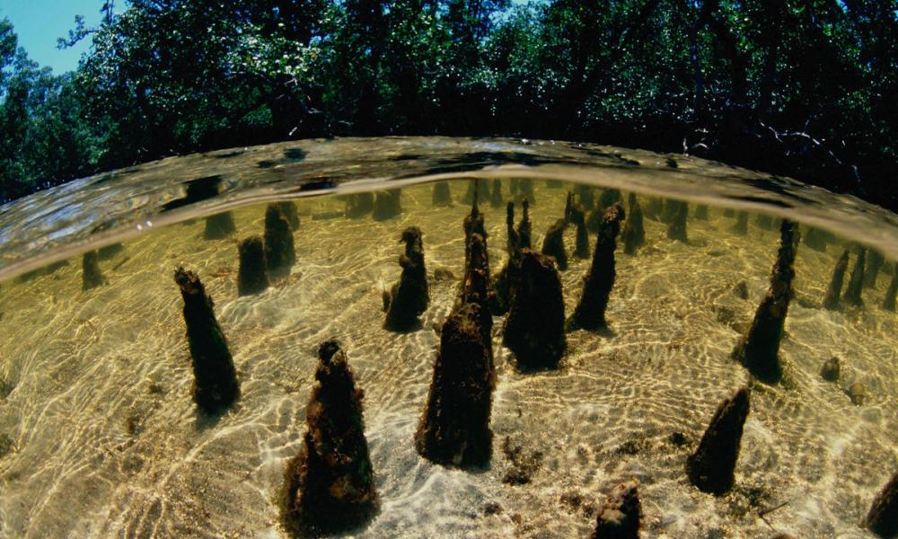 Mangrove habitat within Tun Mustapha Park