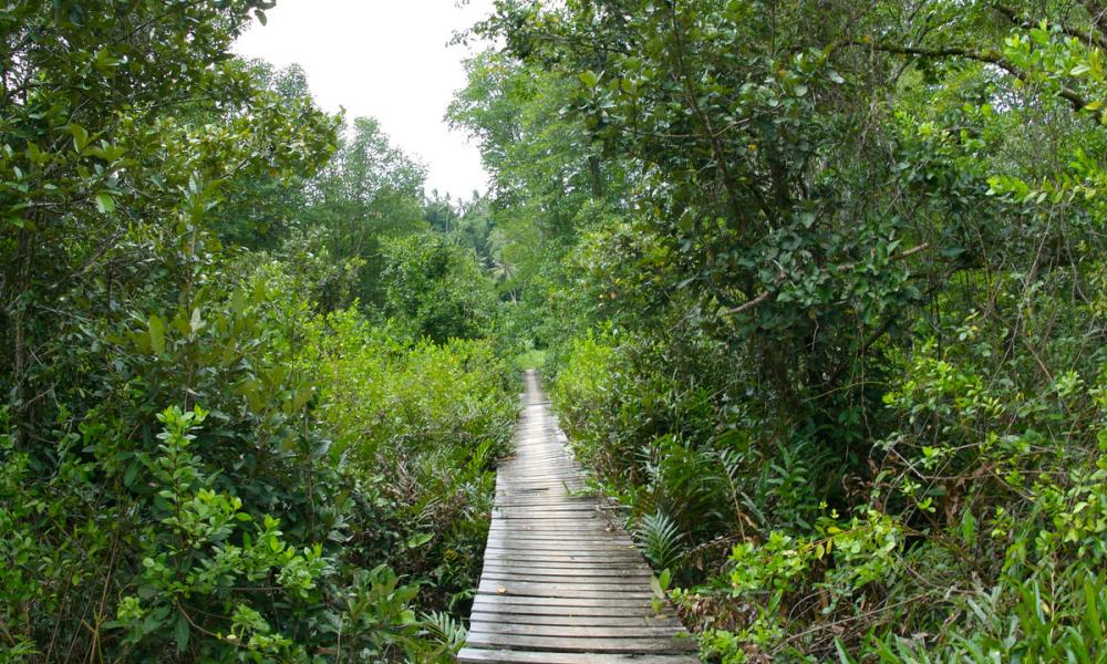 One of the mangrove sites within Tun Mustapha Park