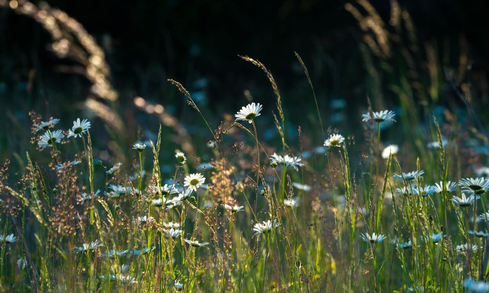 Backlit wildflower meadow in the golden light