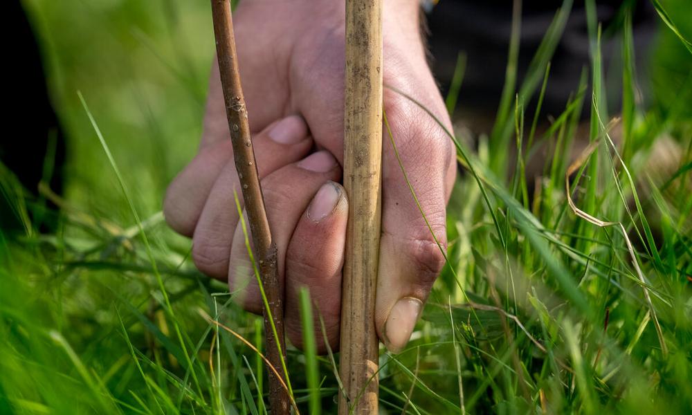 Closeup of hand as a tree is planted into the ground on the Wild Ingleborough project site. 