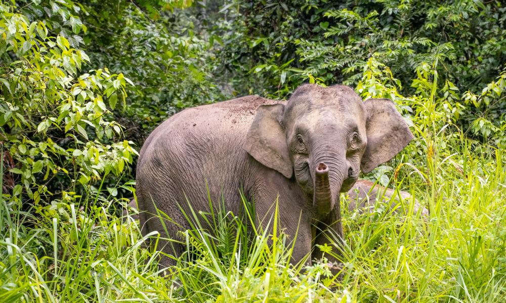 Borneo Pygmy Elephant