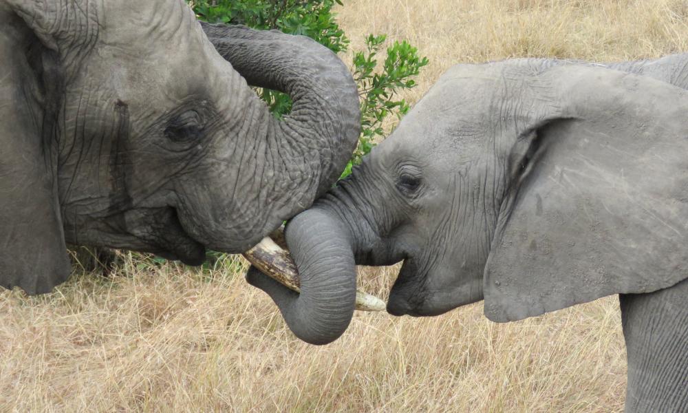 African elephant and calf