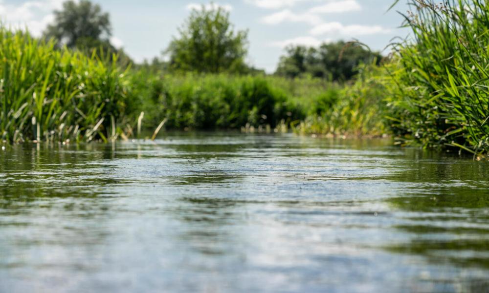  Photo of the waterway and the wild plants that verge onto the river from an abundant wildflower meadow in Norfolk, UK