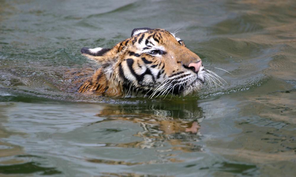 Malayan Tiger swimming