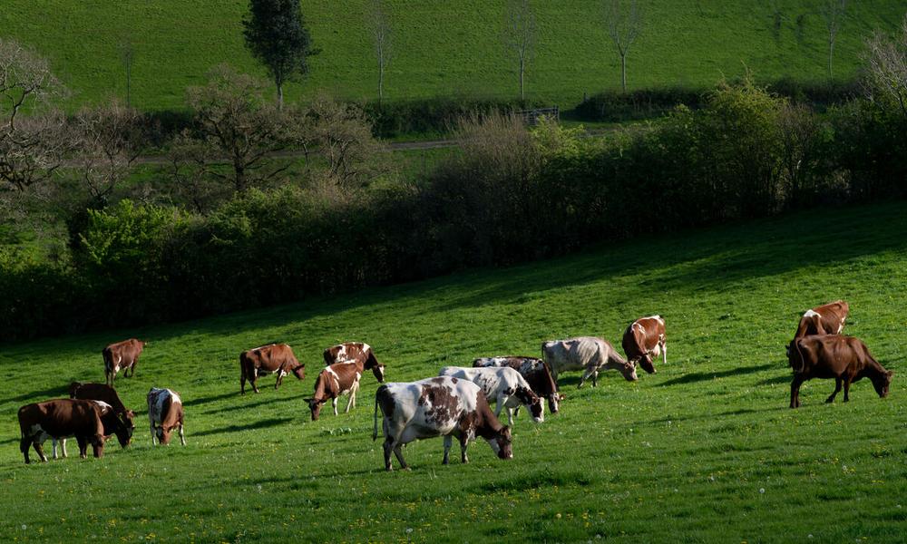 Cow grazing in field