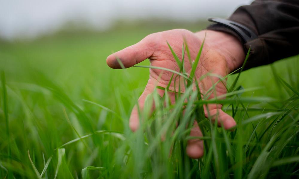 Hand holding blades of grass