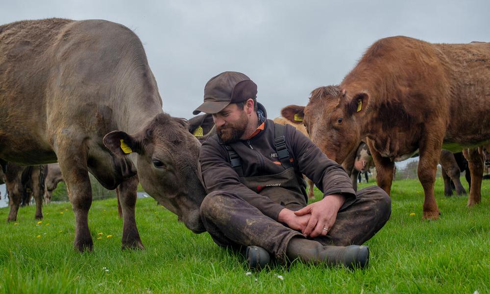 Farmer sitting with cows in field