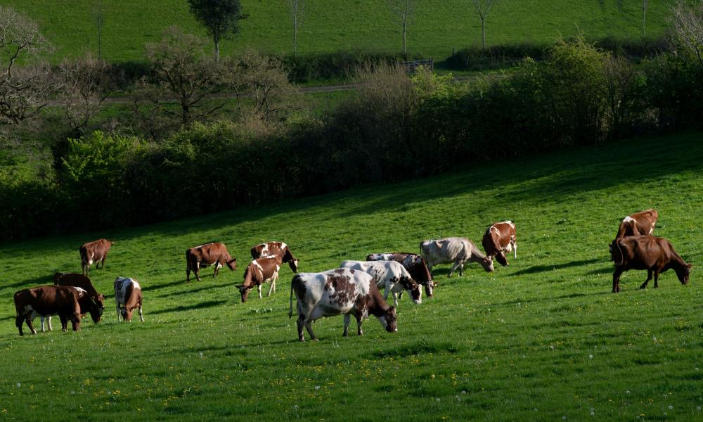 Strickley Farm in Kendal, South Cumbria, England practices regenerative dairy farming, where the cattle are fed on a pasture-based diet, soil health is promoted and habitats on the farms are enhanced and protected