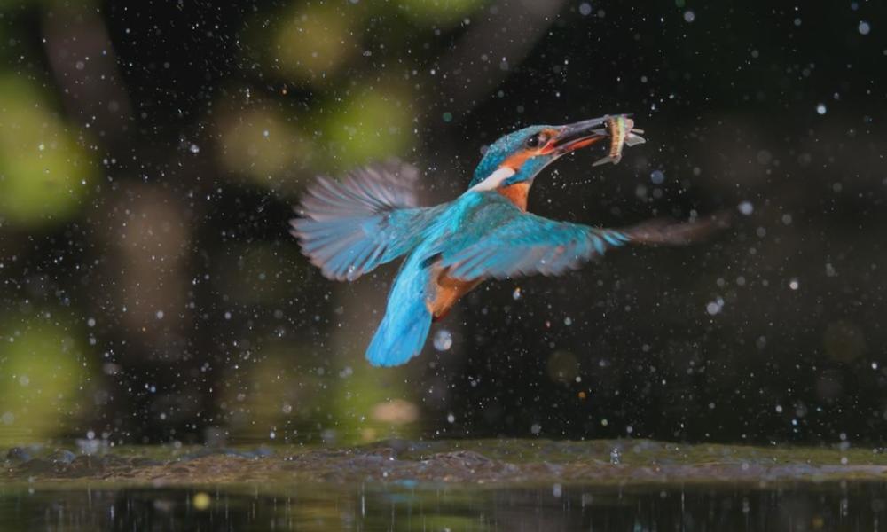 A kingfisher emerges from the river with its catch