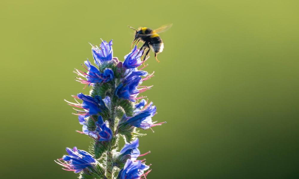 Bumblebee landing on a tall blue wildflower in Norfolk, UK.