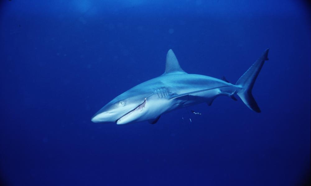 Grey reef shark in Fiji