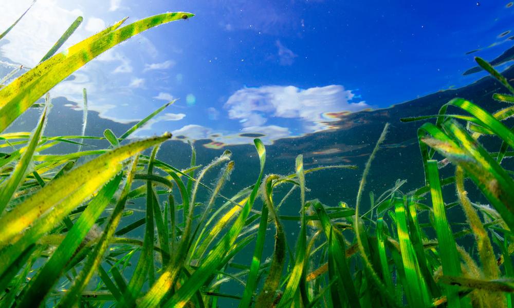 Seagrass