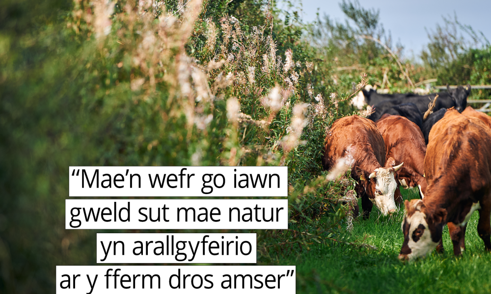 ‘Mae’n wefr go iawn gweld sut mae natur yn arallgyfeirio ar y fferm dros