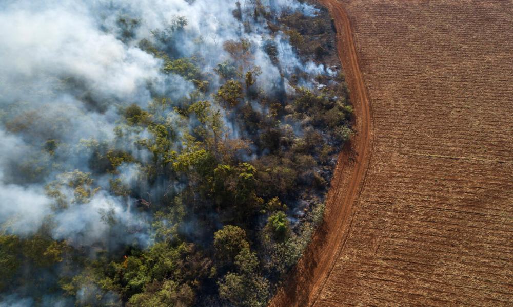 Forest burning