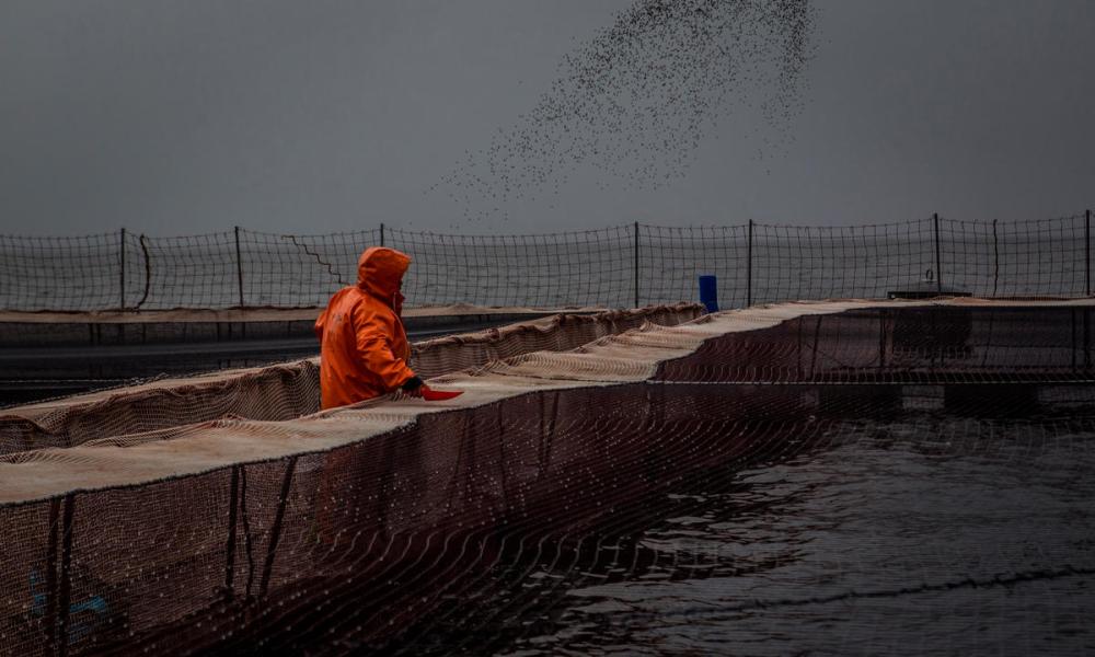 Staff members of AquaChile, the largest exporter of salmon in Chile, pitches fish food to salmon stocks