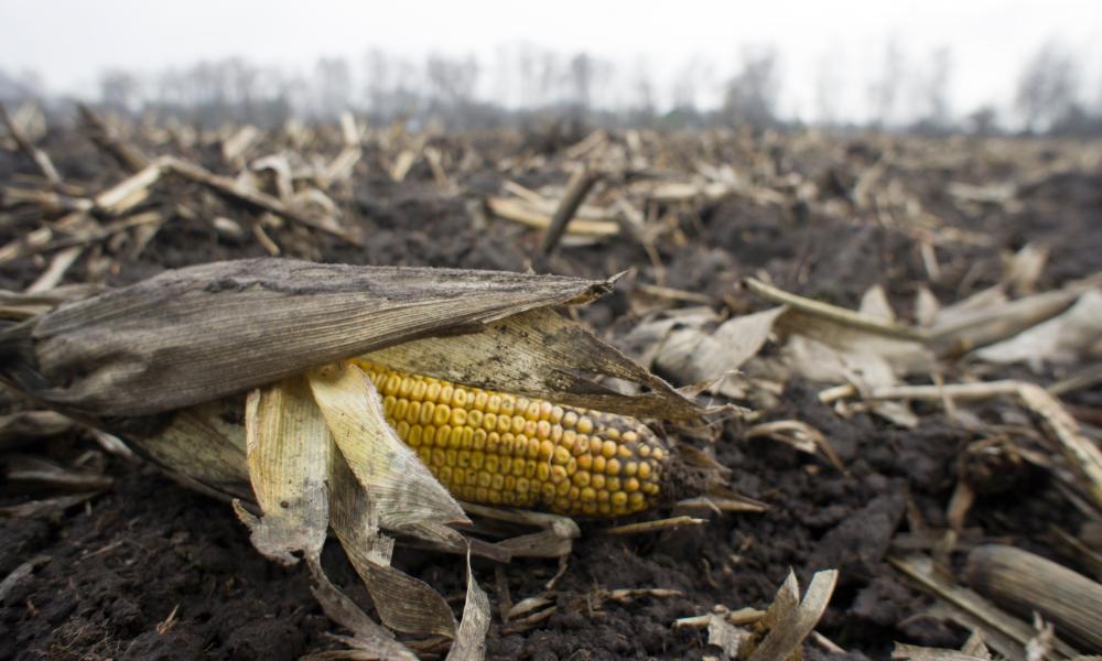 Corn waste