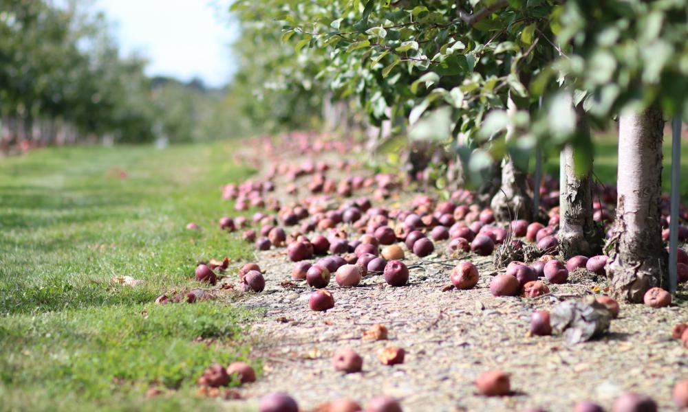 Apple Orchard