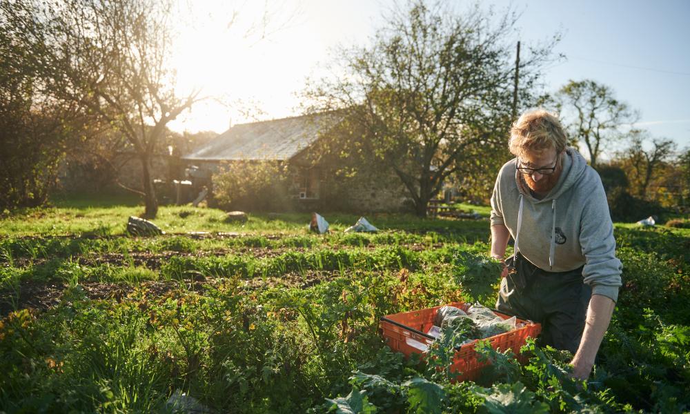 Picking vegetables on the farm at Tyddyn Teg in north Wales.