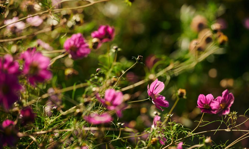 Flowers at Tyddyn Teg farm.