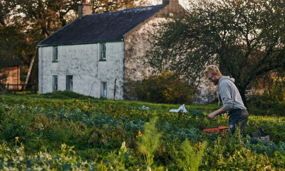 Aelod staff Tyddyn Teg yn pigo llysiau yn y cae o flaen y tŷ