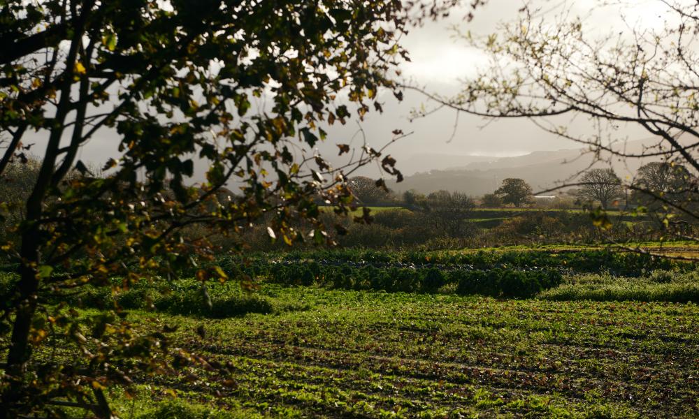 A view of the farmland at Tyddyn Teg, including trees and rows of vegetables.