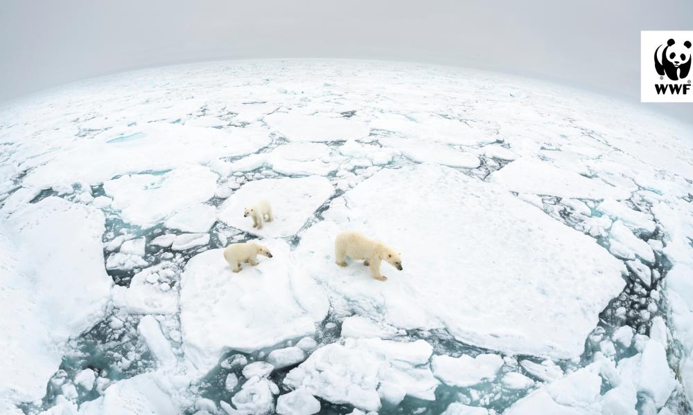 a fish eye lens image of three polar bears from above