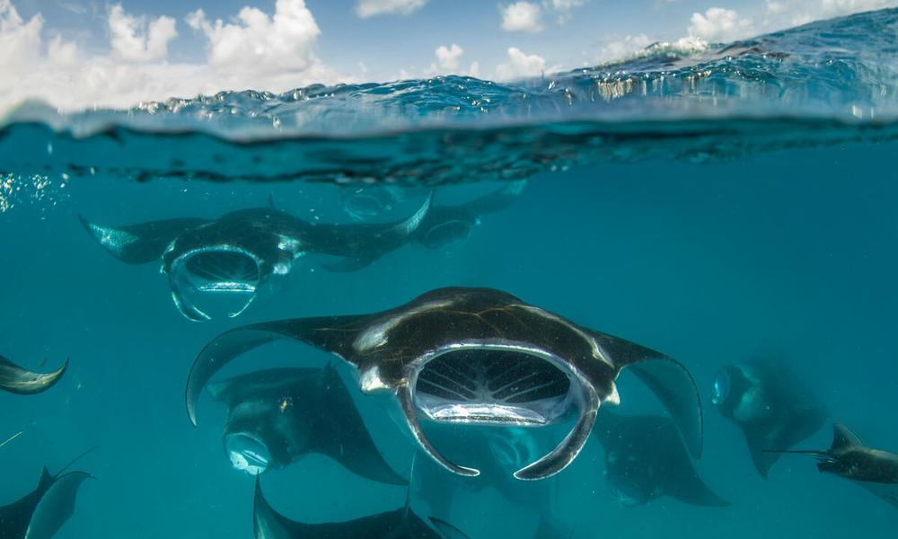 Manta Rays