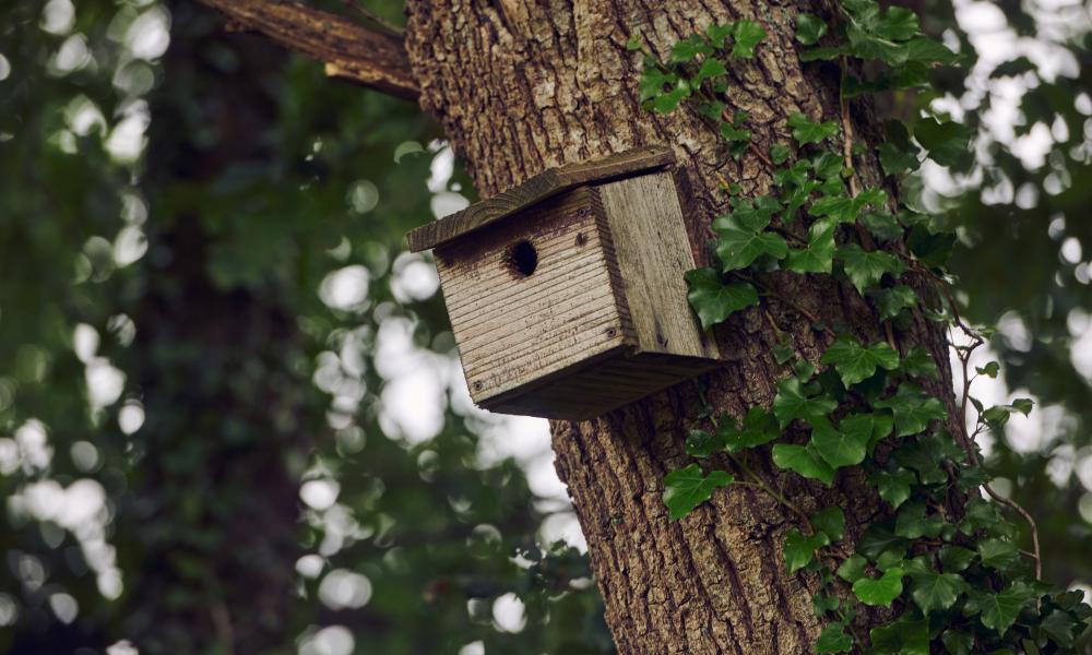 A bird box on the tree at Fferm Glancynin