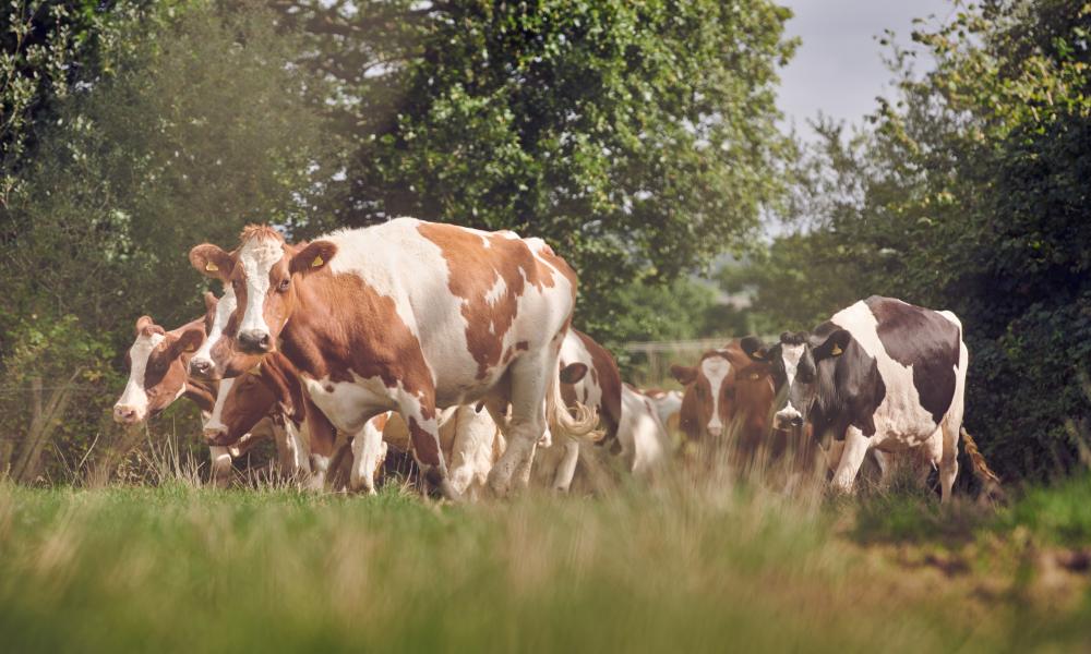 The cattle, at Fferm Glancynin, in the field with a backdrop of trees.