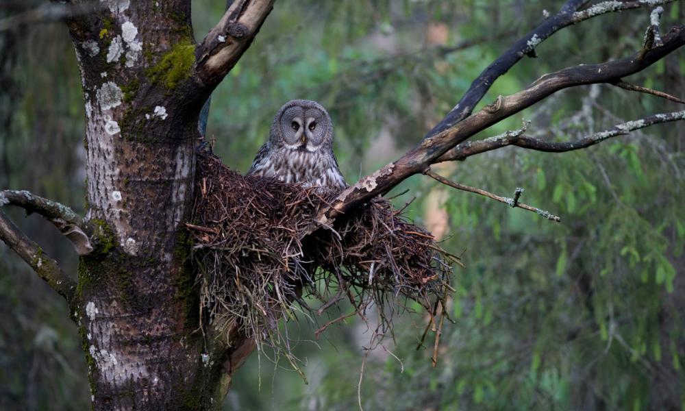 Great grey owl (Strix nebulosa) sitting on nest