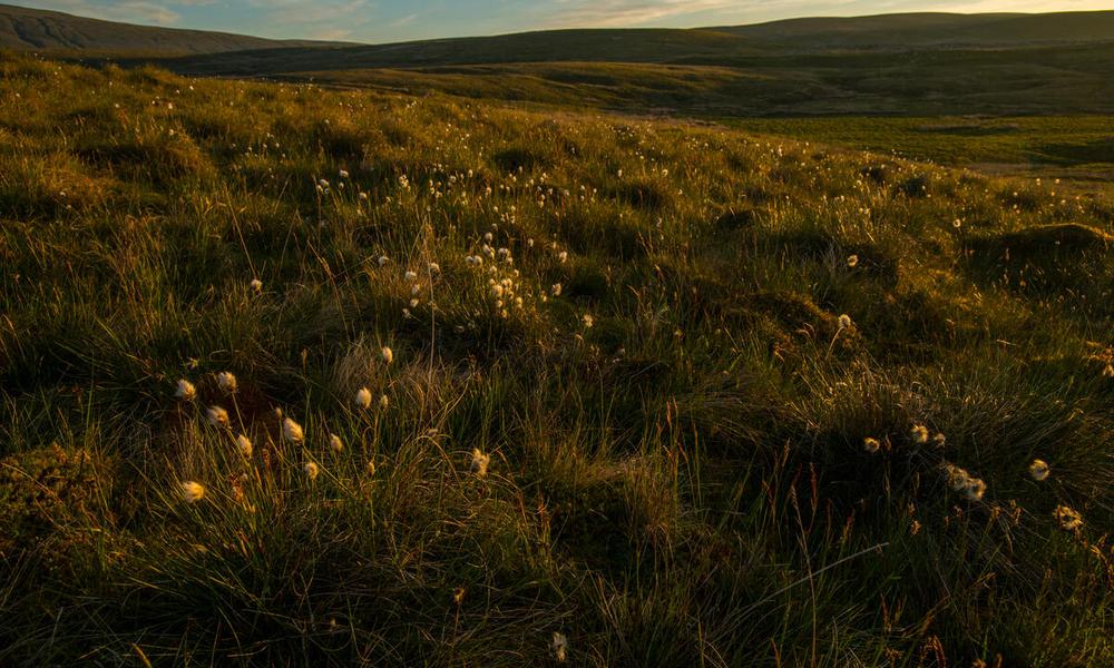 Cotton grass (Eriophorum sp) Backlit flowers flourishing on open moorland Ingleborough National Nature Reserve, Yorkshire, UK